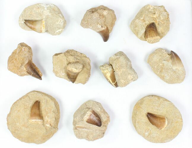 Lot: - Fossil Mosasaur Teeth In Rock - Pieces #77162
